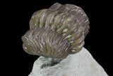 Bargain, Enrolled Paciphacops Trilobite - Oklahoma #95914-1